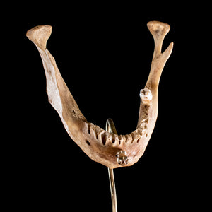 Real human jaw bone on bespoke base