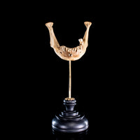 Real human jaw bone on bespoke base