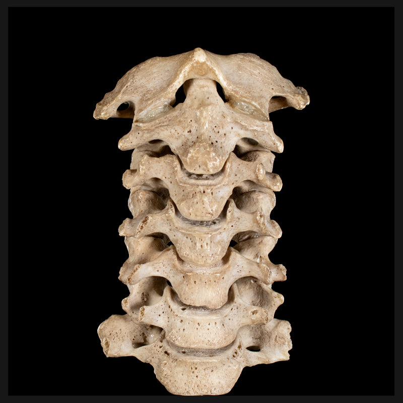 Real Human spine C1 to C7