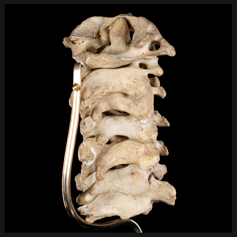 Real Human spine C1 to C7