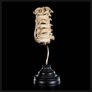 Real Human spine C1 to C7