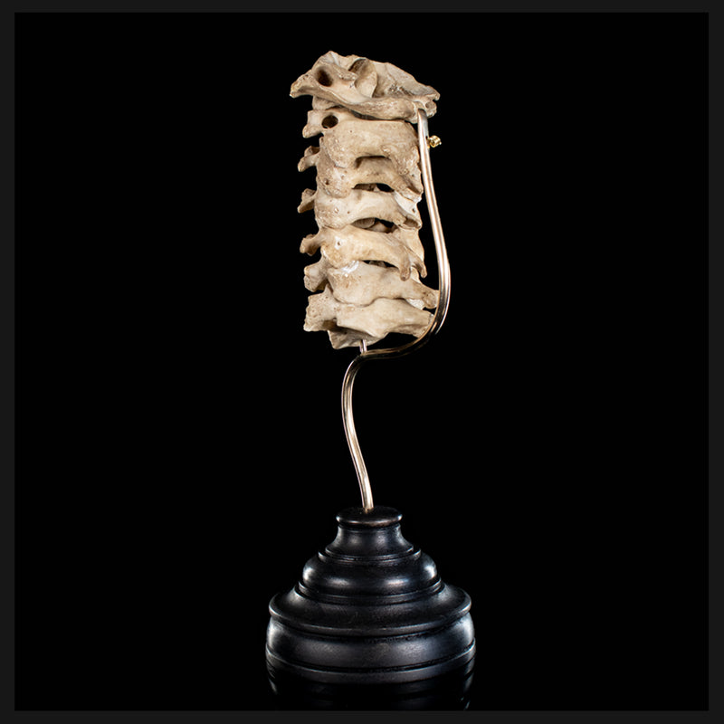 Real Human spine C1 to C7
