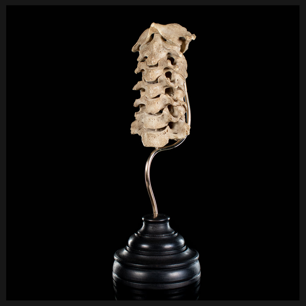 Real Human spine C1 to C7