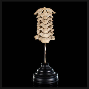 Real Human spine C1 to C7