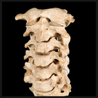 Real Human spine C1 to C7