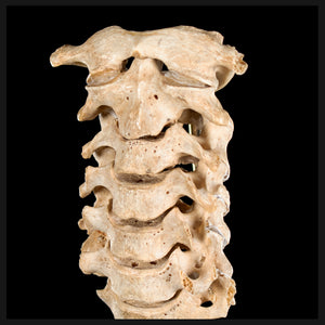 Real Human spine C1 to C7