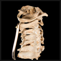 Real Human spine C1 to C7