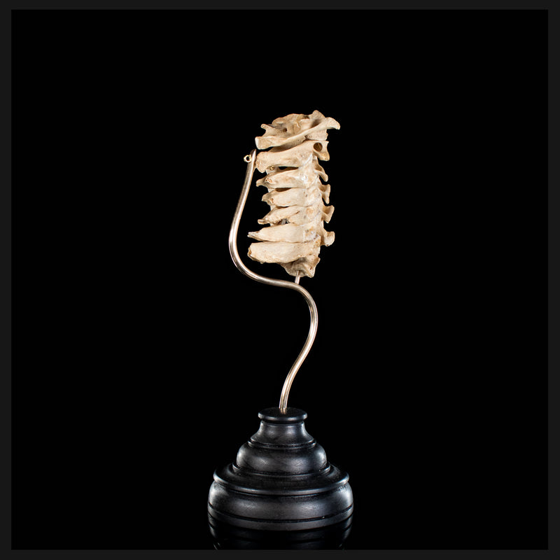 Real Human spine C1 to C7