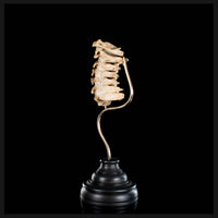 Real Human spine C1 to C7