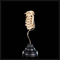 Real Human spine C1 to C7