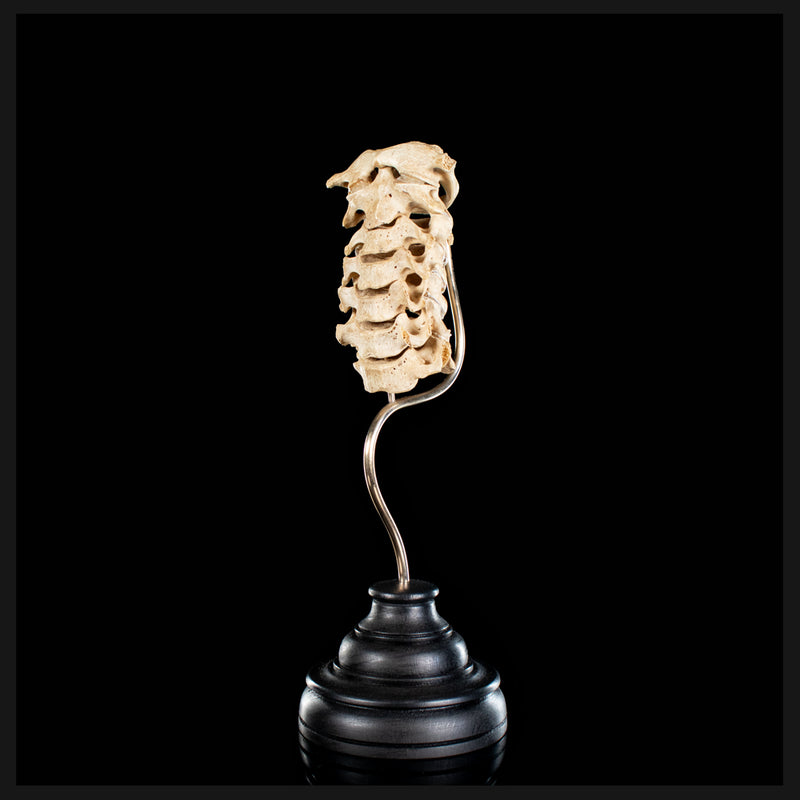 Real Human spine C1 to C7