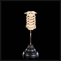 Real Human spine C1 to C7