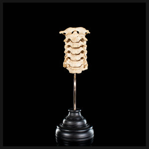 Real Human spine C1 to C7