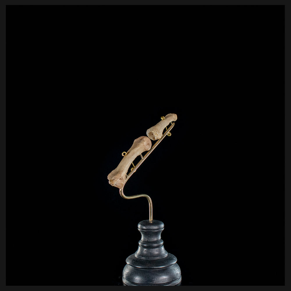 Human finger bones, on custom base
