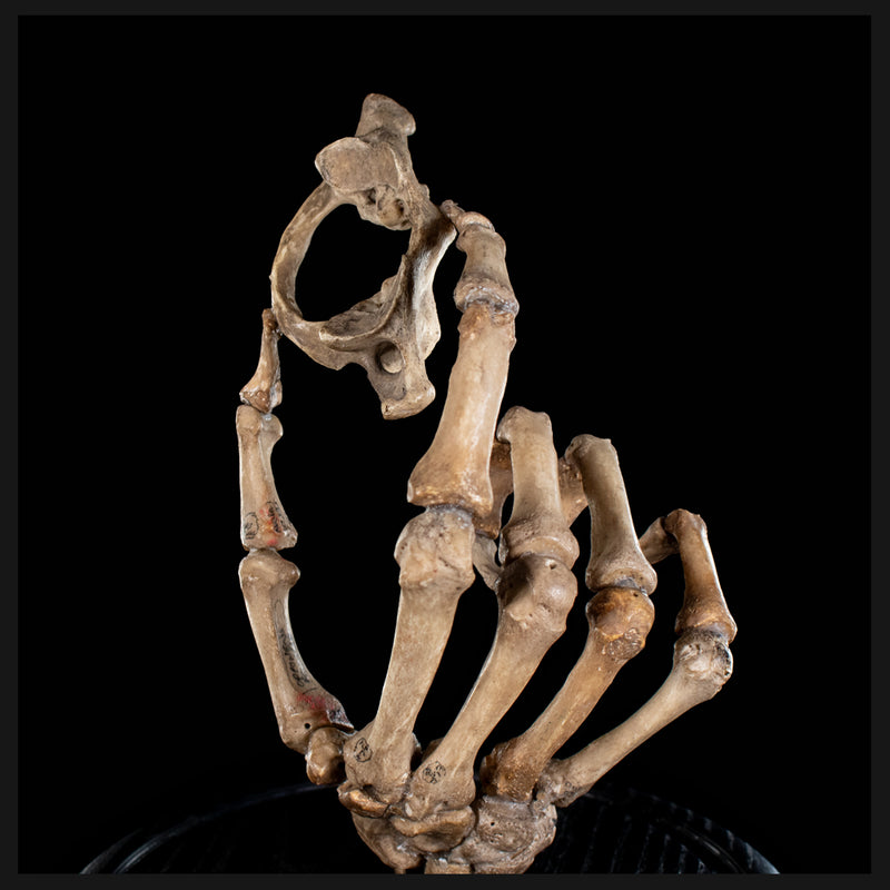 Real human skeleton hand holding C1