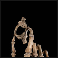 Real human skeleton hand holding C1