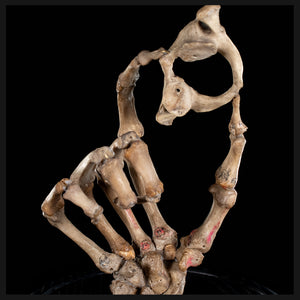 Real human skeleton hand holding C1