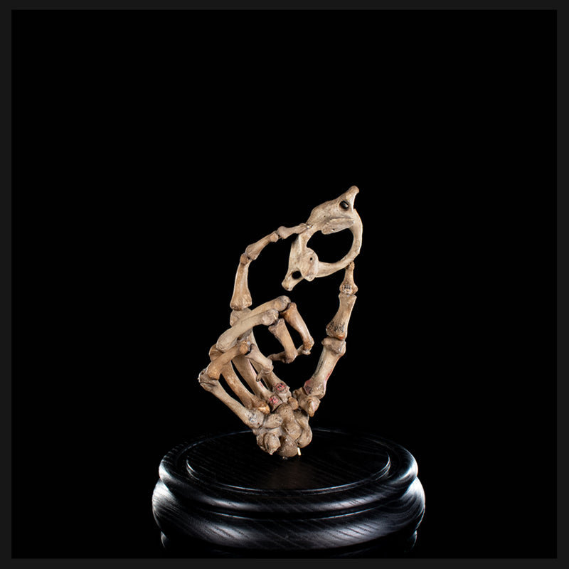 Real human skeleton hand holding C1