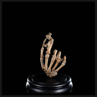 Real human skeleton hand holding C1