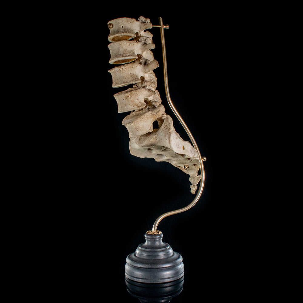 Real Human spine L1 to L5 and sacrum