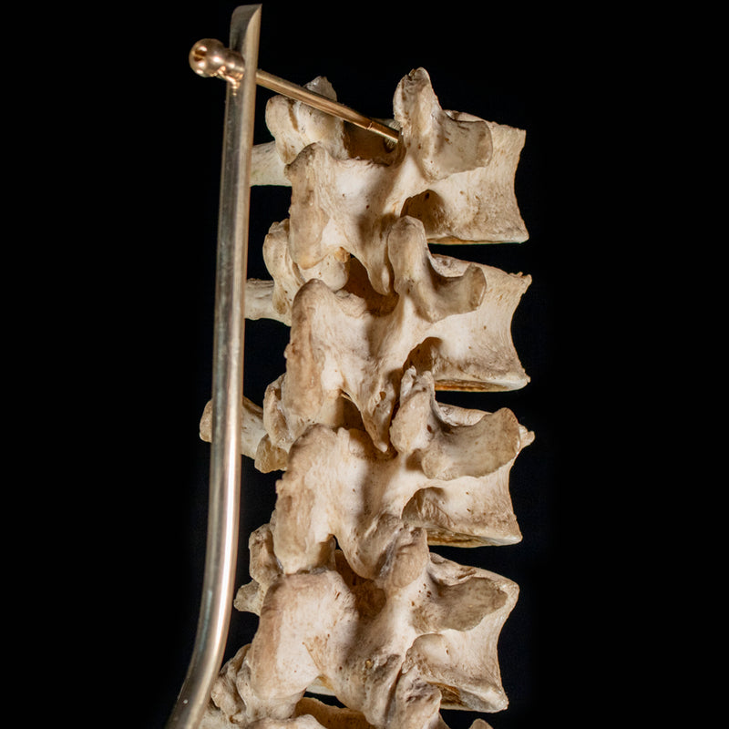 Real Human spine L1 to L5 and sacrum