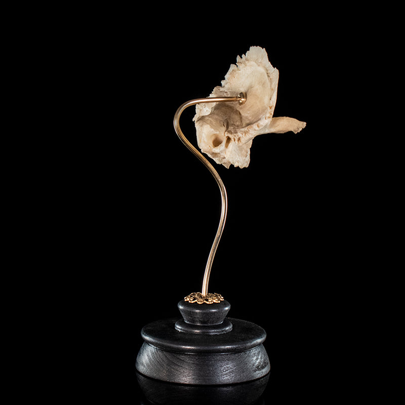 Real human temporal bone on a custom mount 