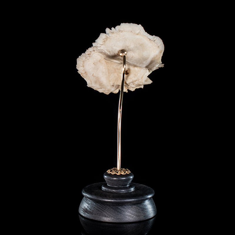 Real human temporal bone on a custom mount 