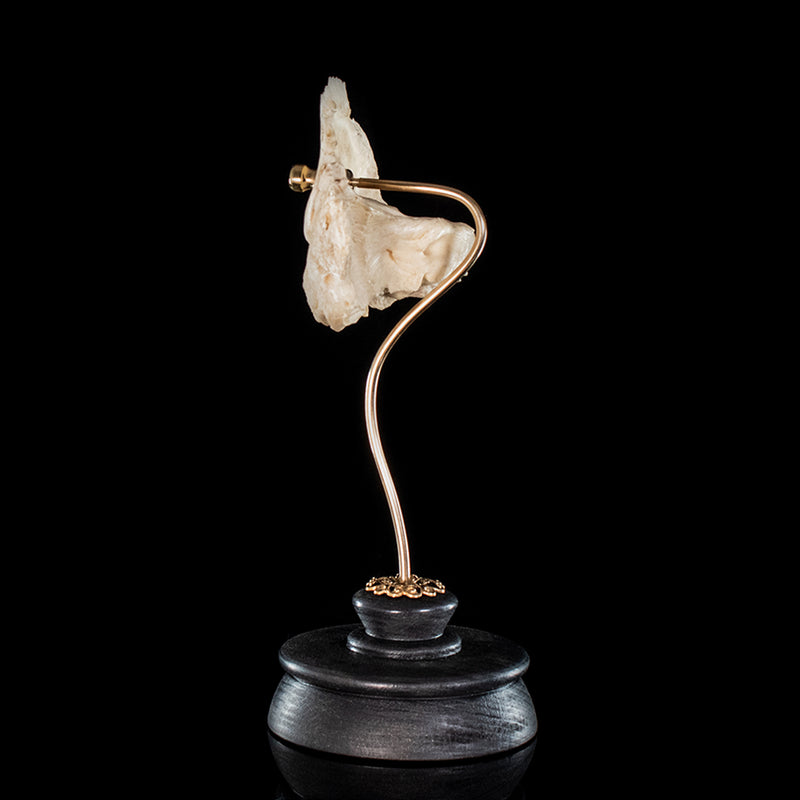Real human temporal bone on a custom mount 