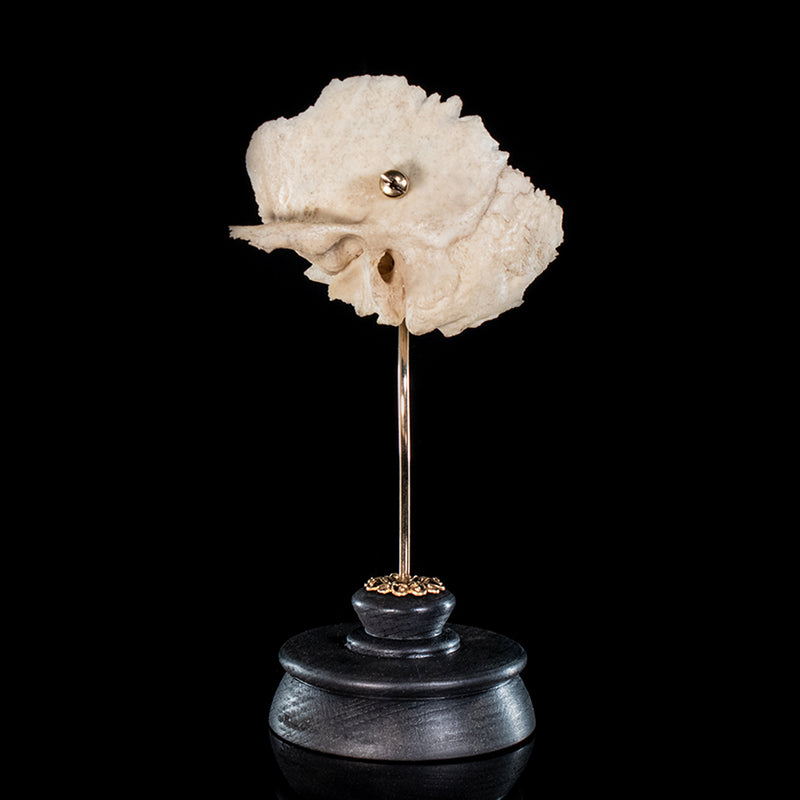 Real human temporal bone on a custom mount 