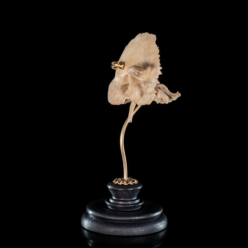 Real human temporal bone on a custom mount 