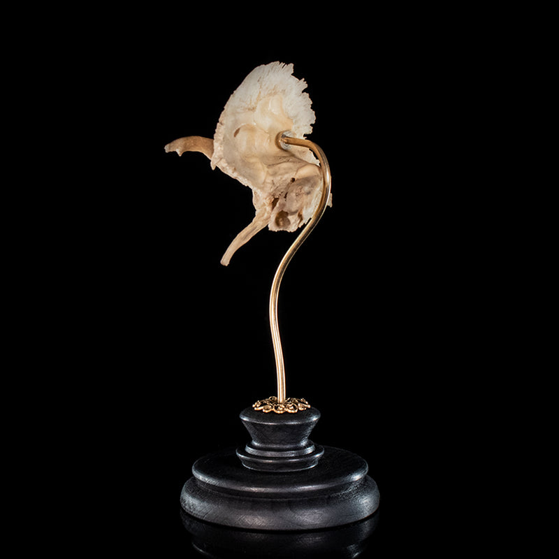 Real human temporal bone on a custom mount 