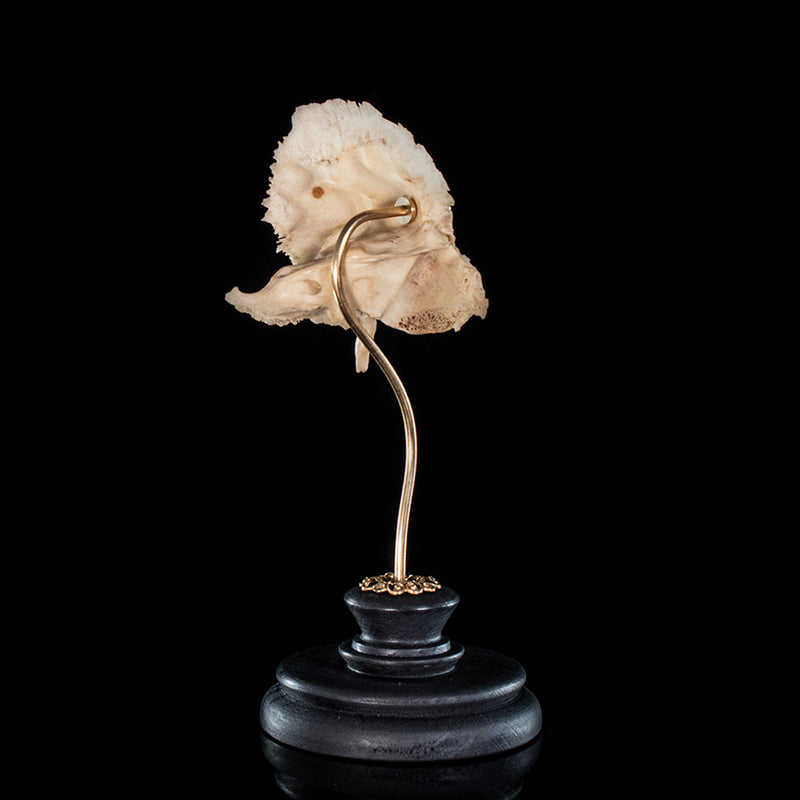 Real human temporal bone on a custom mount 