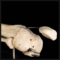 Tibia & fibula on base
