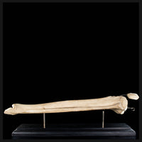 Tibia & fibula on base