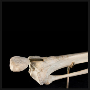 Tibia & fibula on base