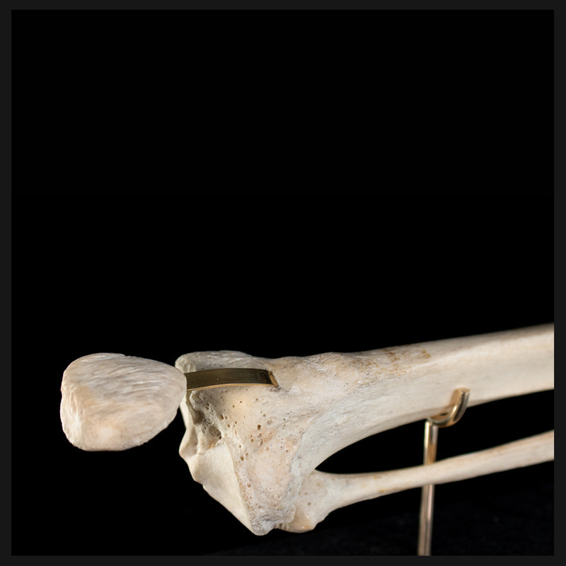 Tibia & fibula on base