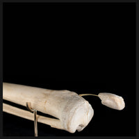 Tibia & fibula on base