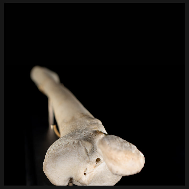 Tibia & fibula on base