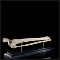 Tibia & fibula on base