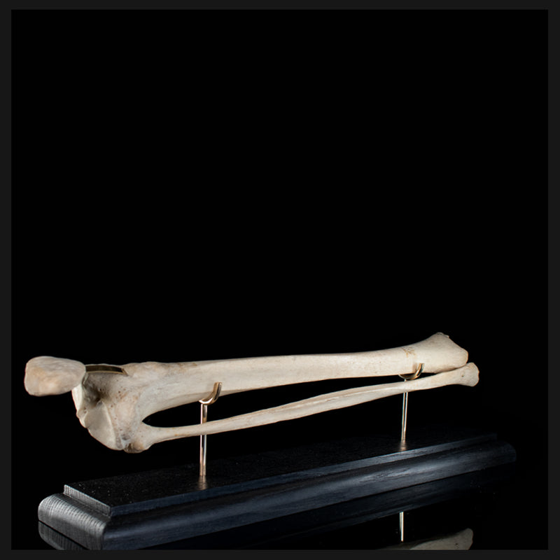 Tibia & fibula on base