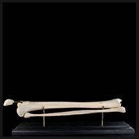 Tibia & fibula on base