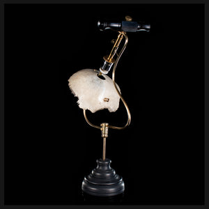 Real human skull, trepanation, Antique trephine