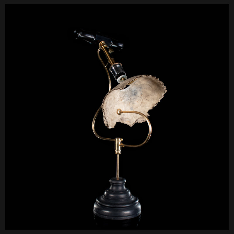 Real human skull, trepanation, Antique trephine