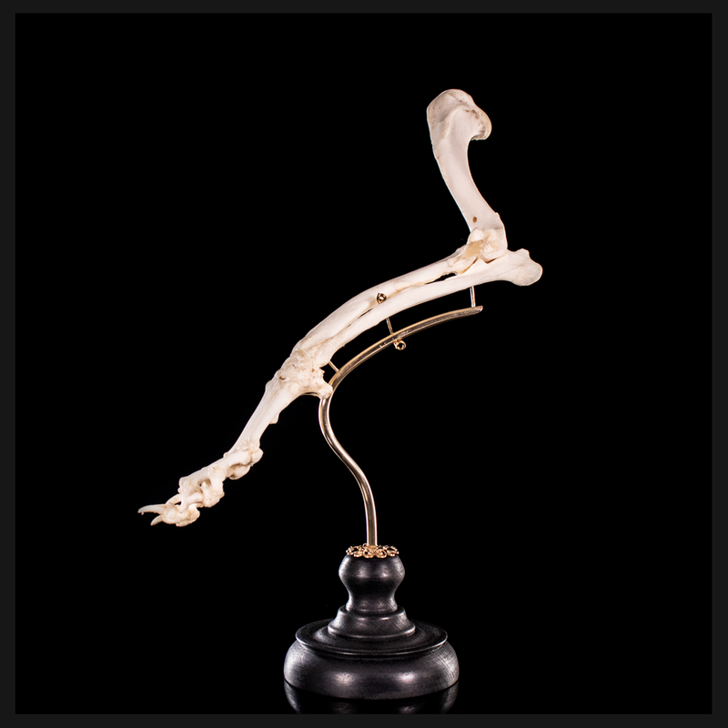 Mounted rear dog leg bone