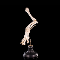 Mounted rear dog leg bone