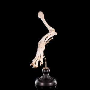 Mounted rear dog leg bone