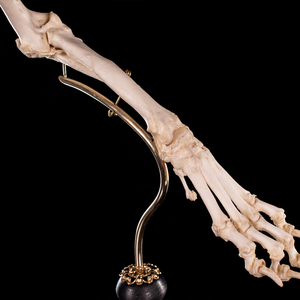 Mounted rear dog leg bone