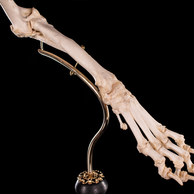 Mounted rear dog leg bone