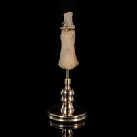 Human finger bone, on custom brass base