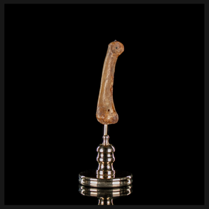 Human finger bone, on custom brass base